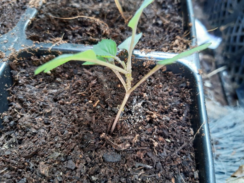 2020-03-31 14.30.03.jpg