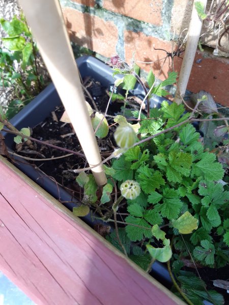 2020-03-31 14.32.56.jpg