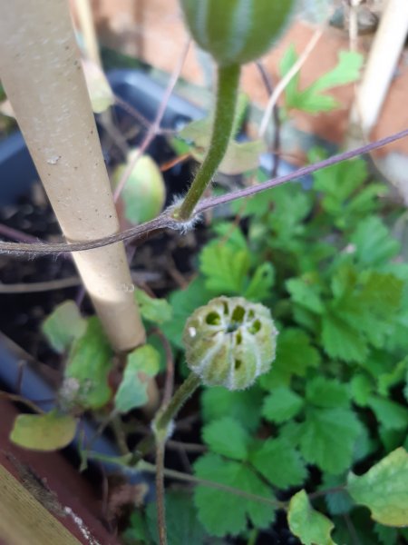 2020-03-31 14.33.02.jpg