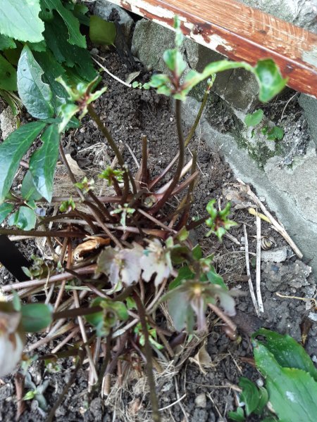 2020-03-31 14.40.55.jpg