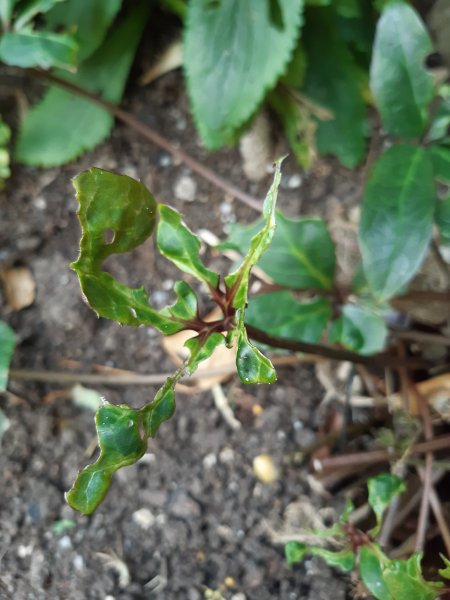 2020-03-31 14.40.59.jpg