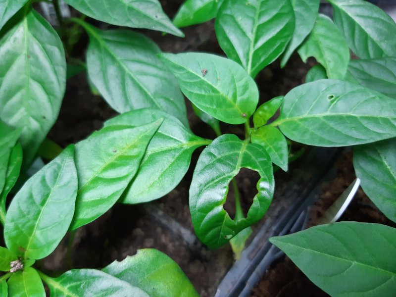 2020-03-31 14.43.35.jpg