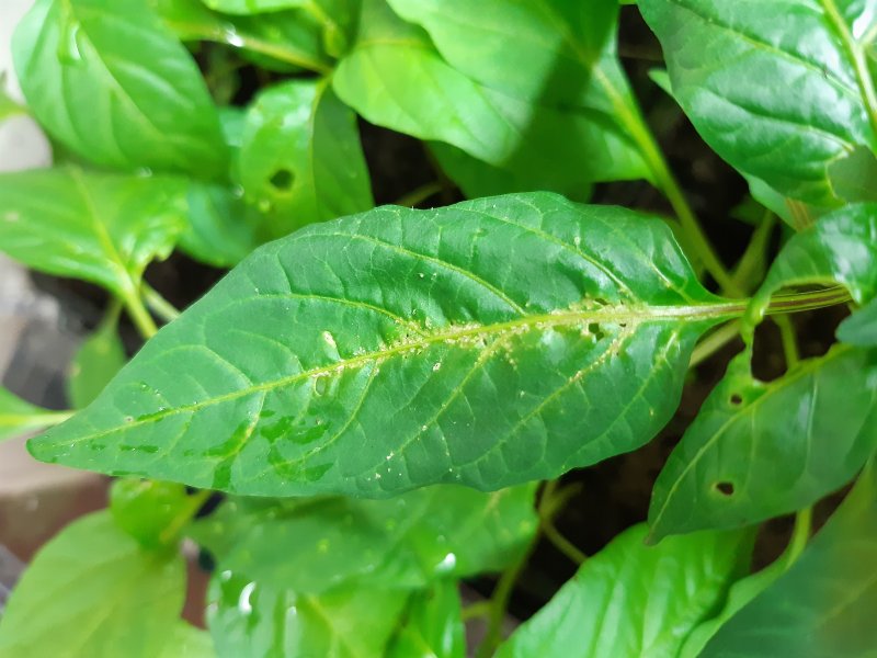 2020-03-31 14.43.56.jpg