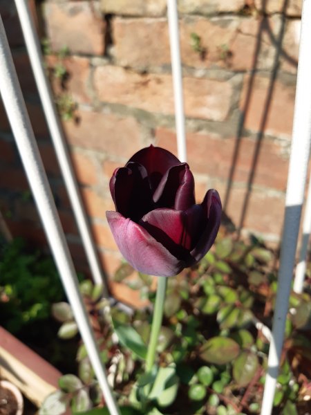 2020-04-09 15.51.12.jpg