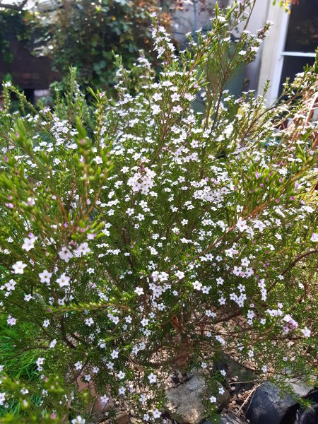 2020-04-09 15.51.49.jpg