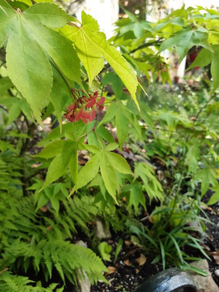 2020-05-02 14.26.26.jpg