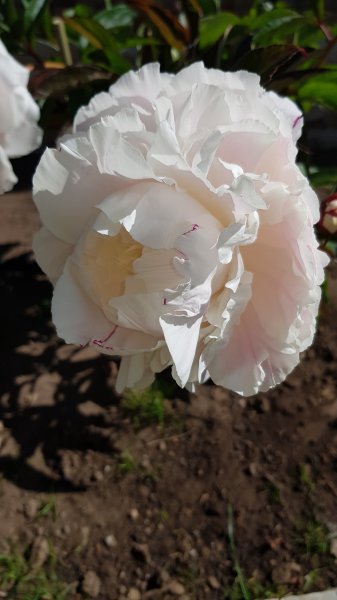 2020-05-25 10.04.22.jpg