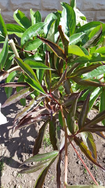 2020-05-25 10.04.27.jpg