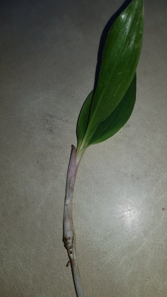 2020-05-30 15.58.17.jpg