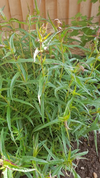 2020-06-09 08.40.22.jpg