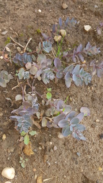 2020-06-09 08.40.39.jpg