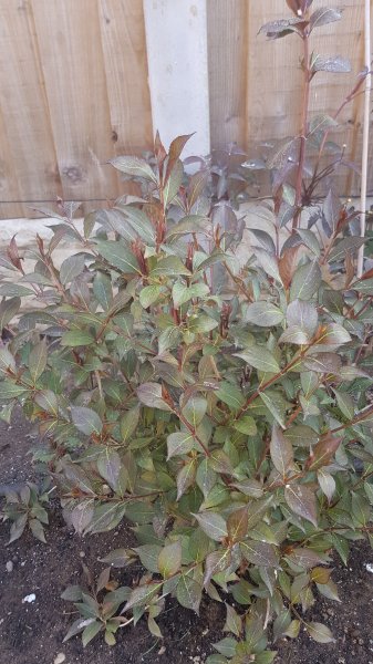 2020-06-09 08.40.55.jpg