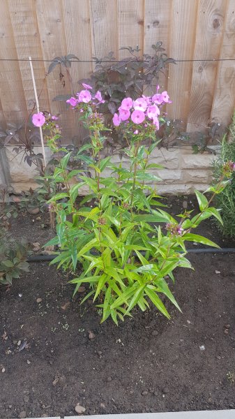 2020-06-09 08.41.04.jpg