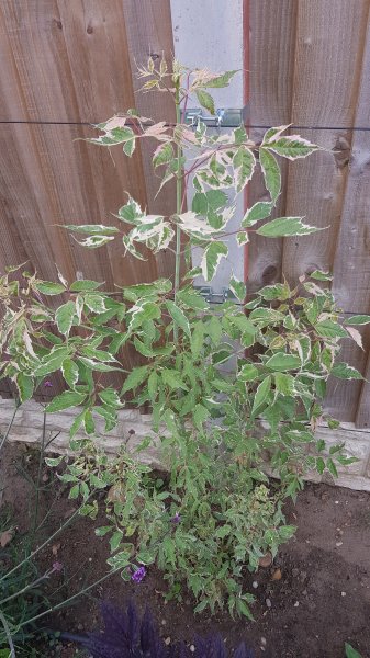 2020-06-16 19.00.33.jpg