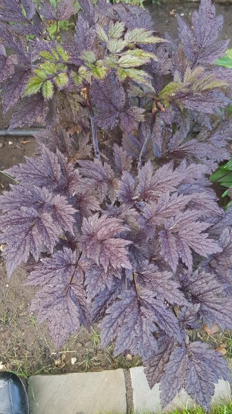 2020-06-18 19.02.43.jpg