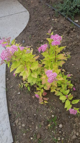 2020-06-19 09.09.51.jpg