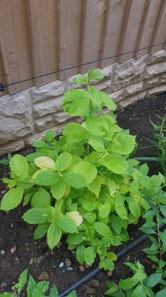 2020-06-19 09.19.24.jpg