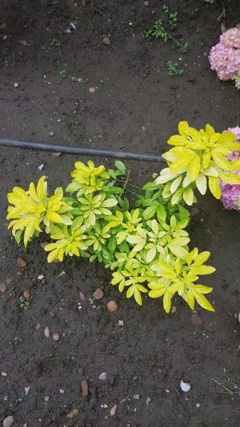 2020-06-19 09.53.18.jpg