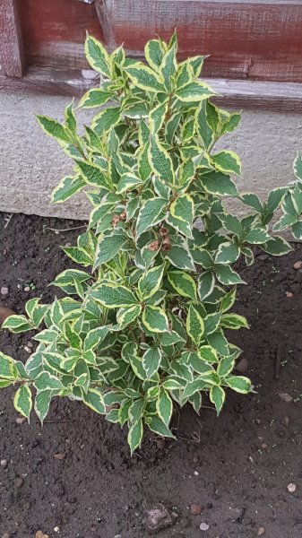 2020-06-19 09.53.30.jpg