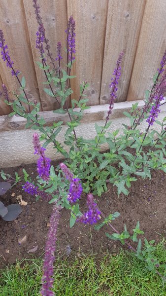 2020-06-19 09.54.51.jpg