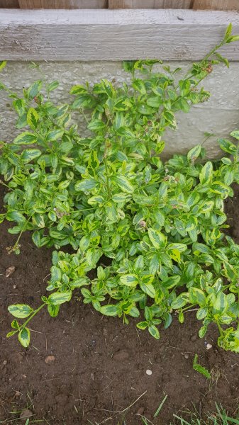 2020-06-19 09.54.58.jpg