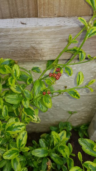 2020-06-26 10.12.56.jpg