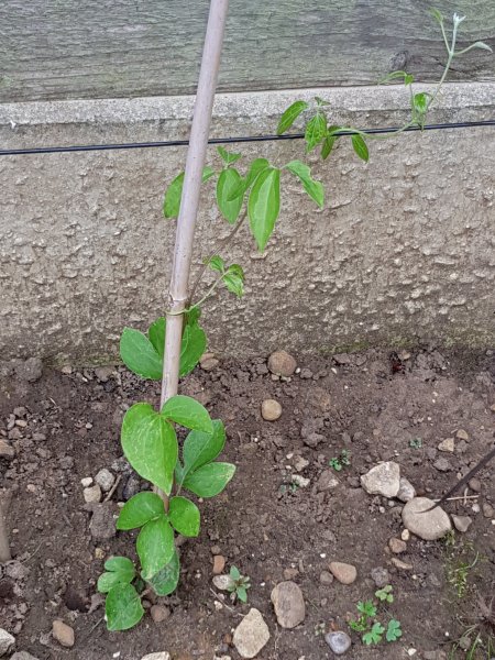 2020-07-16 18.29.11.jpg