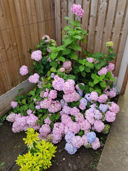 2020-07-18 10.00.58.jpg