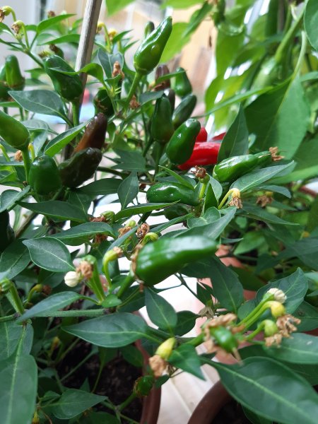 2020-10-26 12.19.17.jpg