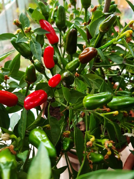 2020-10-26 12.19.38.jpg