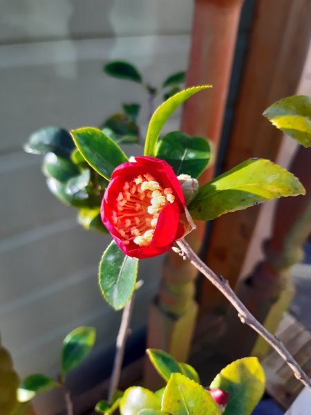 2020-12-24 13.02.52.jpg