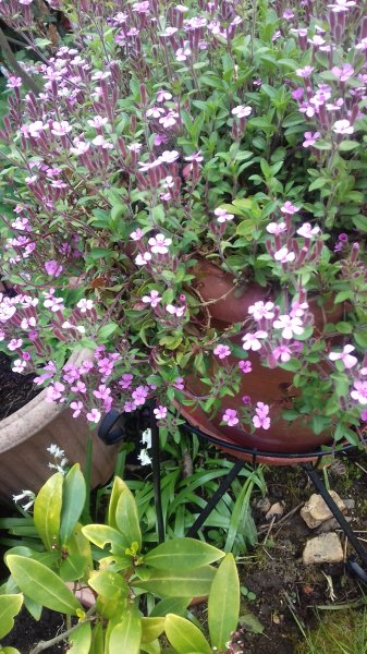 20200502_151352 (002).jpg