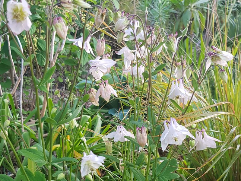 20200519_201839 (2).jpg