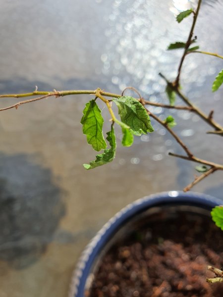 20200525_174403 (1).jpg