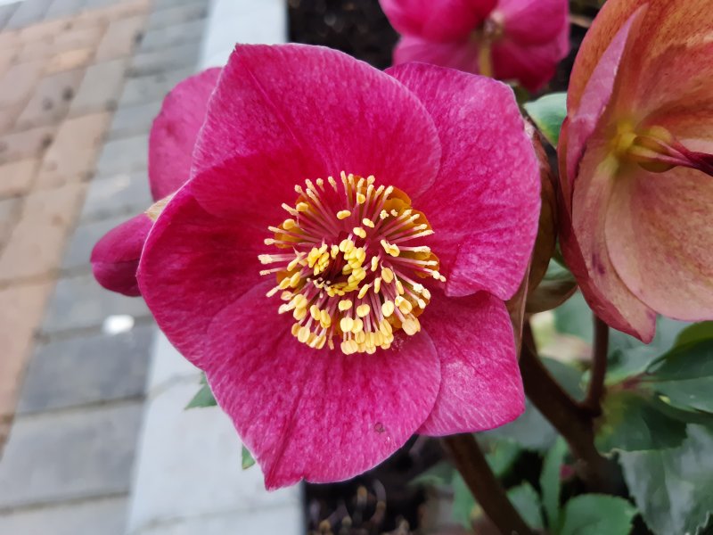 2021-02-07 12.31.54.jpg