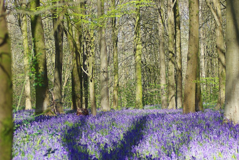20240420bluebells_01.jpg