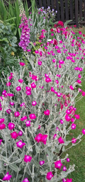 20250615_192308_rose campion.jpg