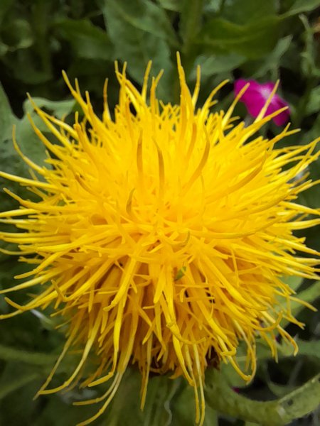 20250615_192454 knapweed.jpg