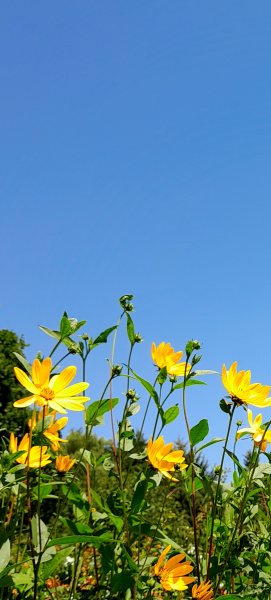 20250712_115637_sun seekers.jpg