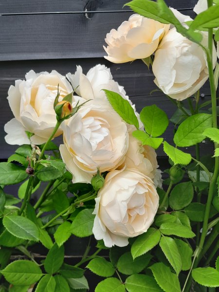 20250713_153538 (1).jpg