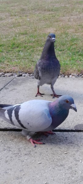 20250714_181728_racing pigeon and friend.jpg