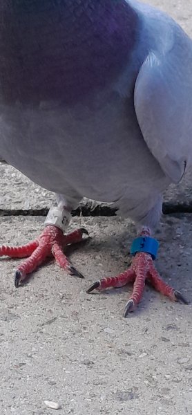 20250714_181832_pigeon bands.jpg
