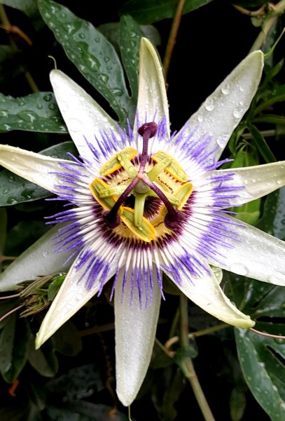 20250719_083051_Passion Flower in rain.jpg