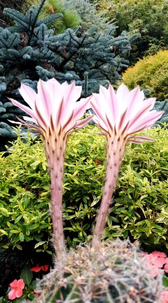 20250729_112436_just for one day.jpg