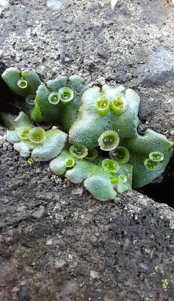 20250913_191619_patio monsters.jpg