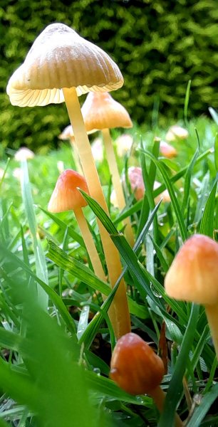 20250918_121812 toadstool.jpg