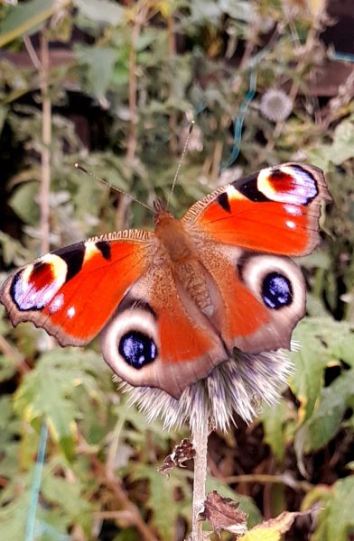 20250929_145943_on display.jpg