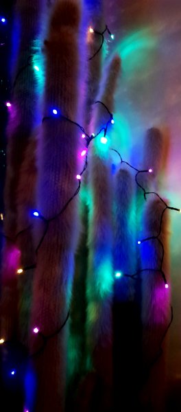 20251210_193735 festive cactus.jpg