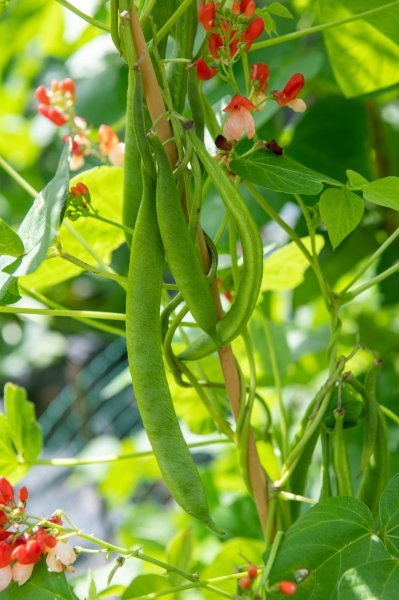 230720 Gardening_Beans-71.jpg