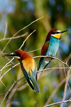 240px-European_bee_eater[1].jpg